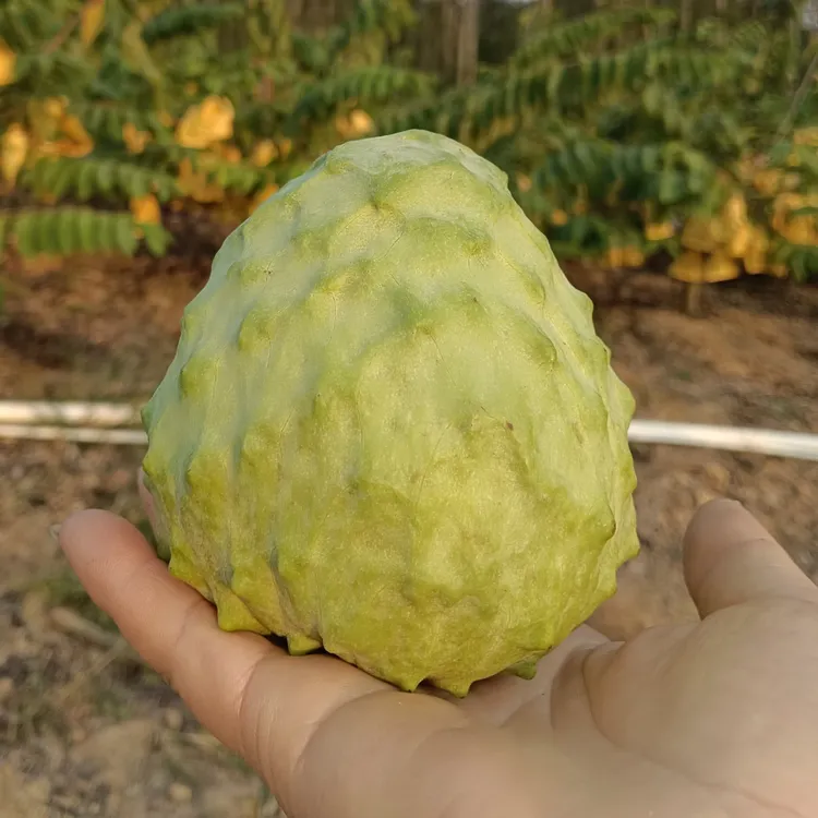 新鲜凤梨释迦果应季热带水果现摘现发香甜可口