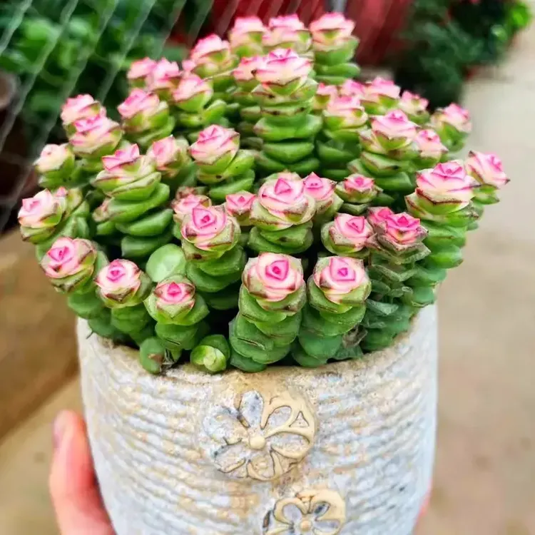 彩色钱串子盆栽多肉植物室内客厅桌面好养绿植钱串锦肉肉盆景花卉