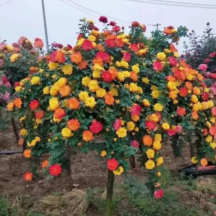 多色彩虹棒棒糖树桩月季丰花四季开阳台庭院别墅南北方均可种植