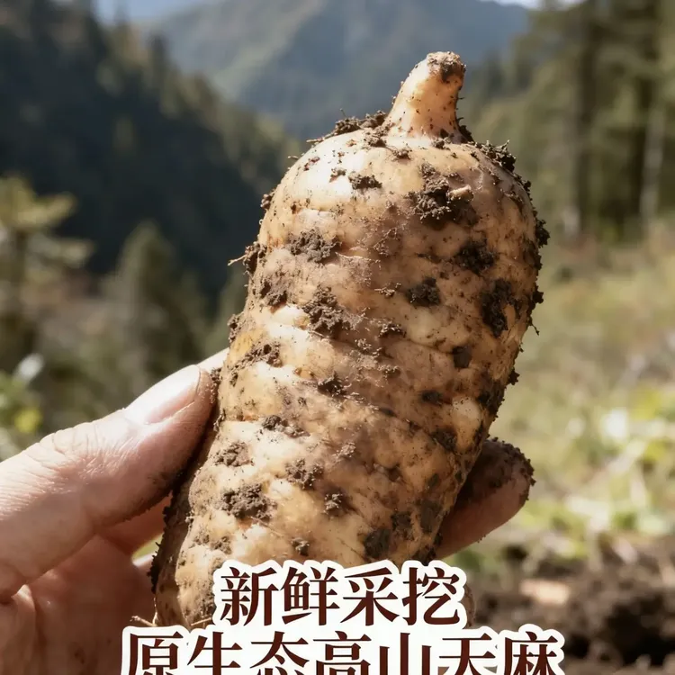 高山仿野种植新鲜天麻