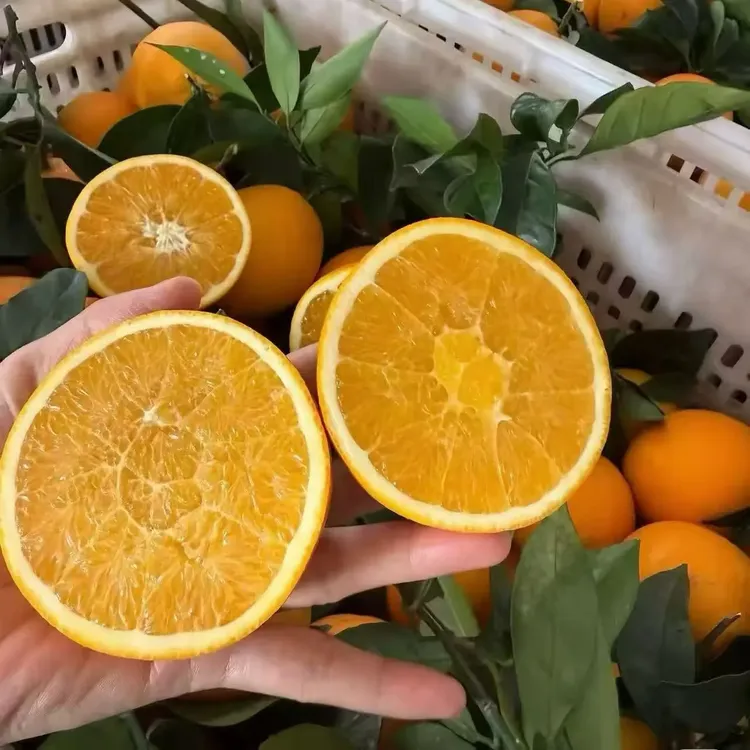 新鲜现摘橙子当季水果皮薄多汁孕妇可食用