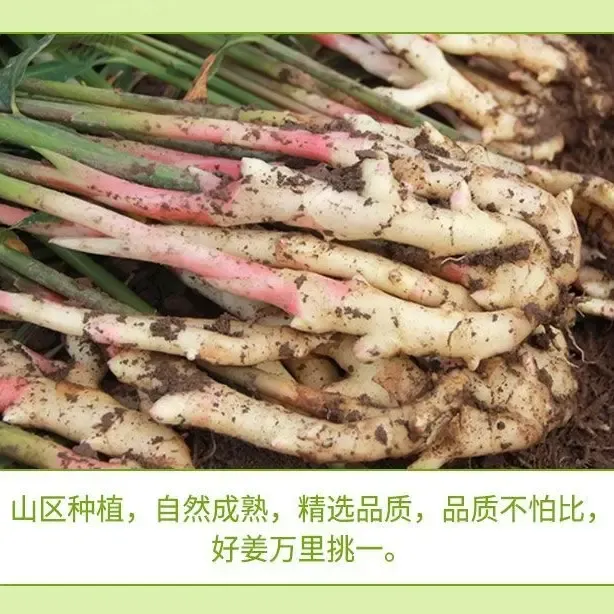 当季新鲜现挖四川红芽嫩仔姜可醋泡的食用蔬菜生姜