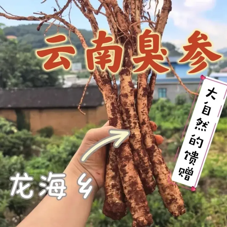 云南高山新鲜老品种黄牙臭参蔬菜云南特产农产品新鲜发货
