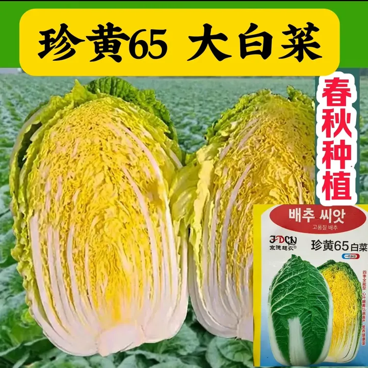 珍黄65黄心大白菜种子耐寒高产春秋种植抗病耐储白菜籽