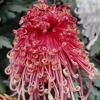【开龙茜宫】大花富贵菊 九月大菊盆栽开花好看