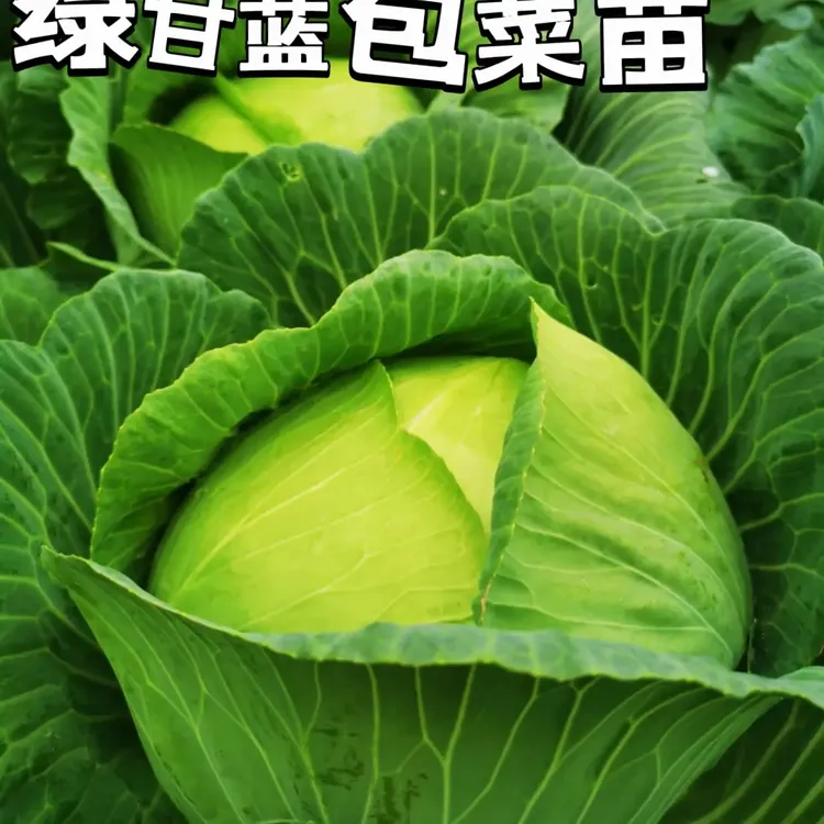绿甘蓝圆包菜秧苗耐寒蔬菜苗高山平原皆可种植的优质蔬菜秧苗