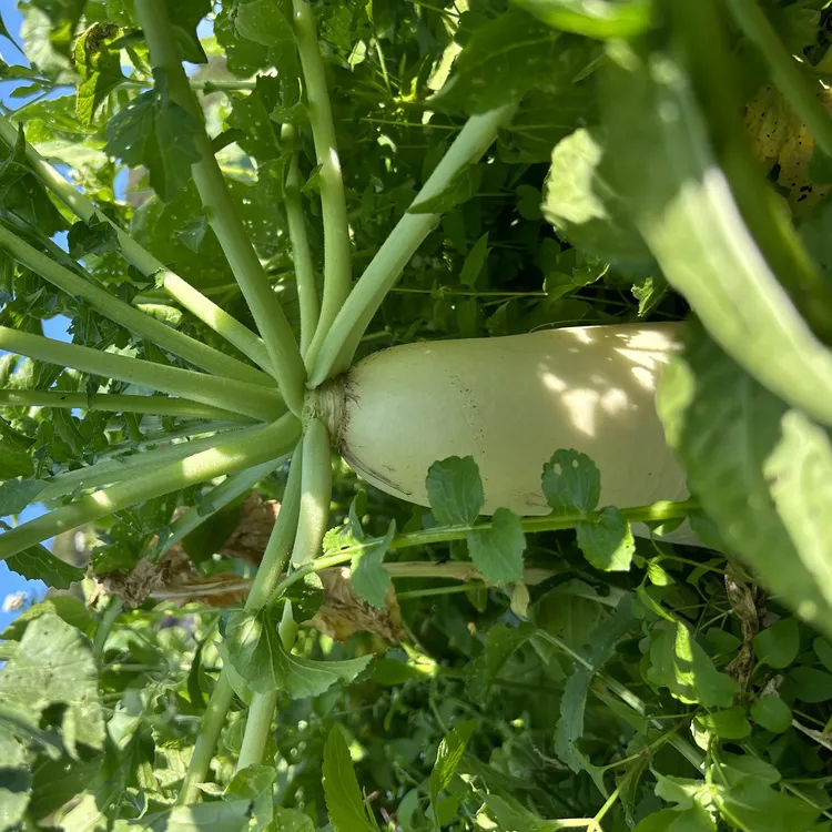 自种萝卜脆甜多汁（有可能会快递摔断不赔介意勿拍）贵在运费包装