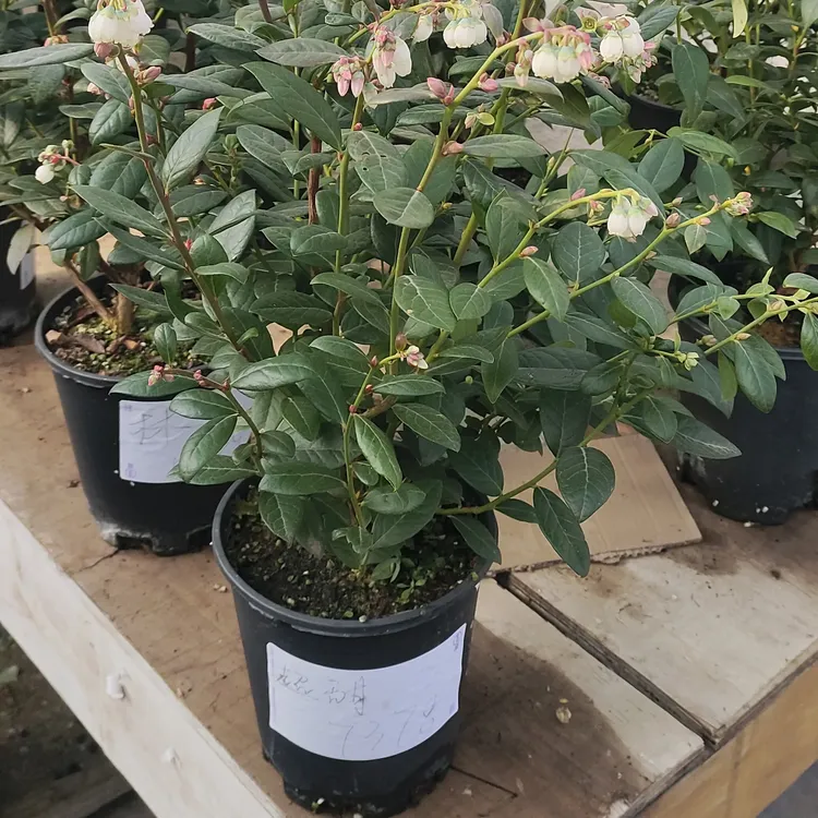 云南高山露天蓝莓树F6，带花带果发货