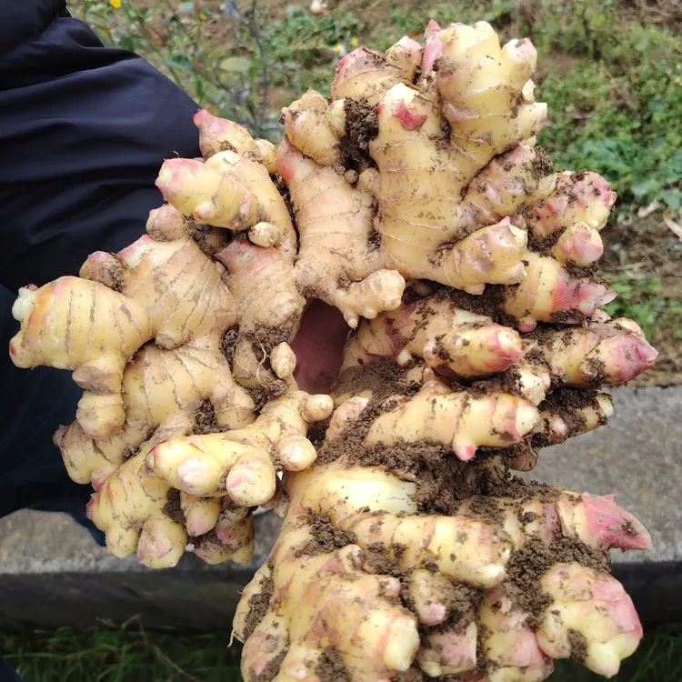 贵州小黄姜新鲜现挖老姜农家自种辛辣山地种植月子姜应季蔬菜