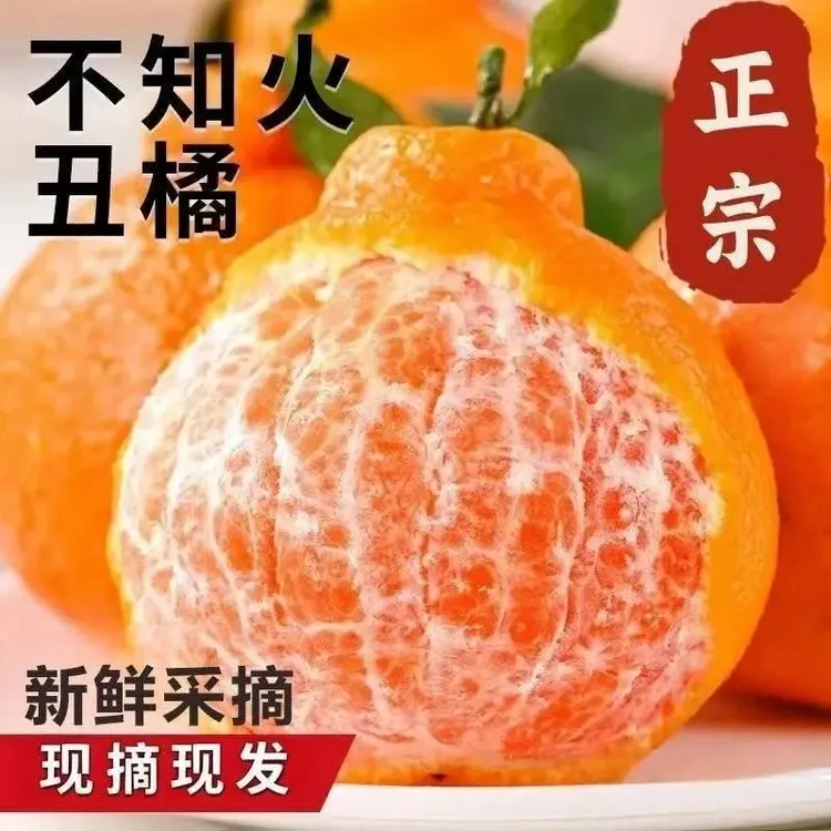 高山正宗不知火丑橘丑八怪橘子丑柑新鲜采摘孕妇现摘现发产地直发