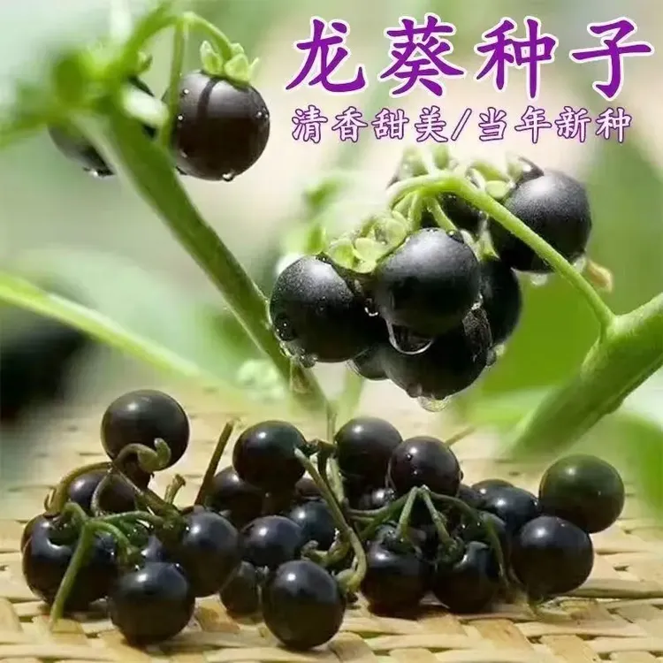 龙葵种子家种大粒正品野生黑葡萄种子黑悠悠特色水果四季盆栽种子