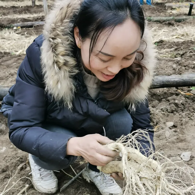 秦岭留坝西洋参五年参鲜参带土现挖可花旗参