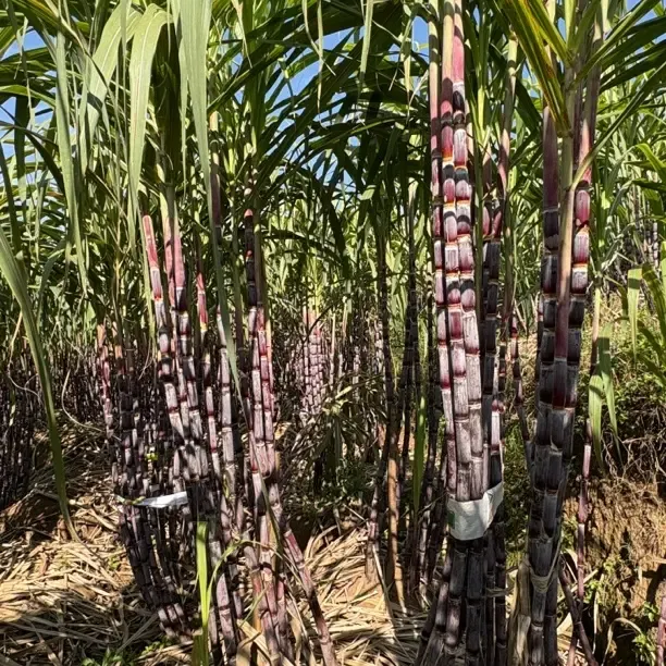 贵州水城发耳红皮甘蔗（整根砍装）现砍现发