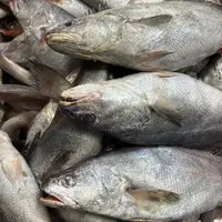 《纯鲜皿子鱼》 熬着吃 蒜瓣肉 纯本地 5斤装 天津发货
