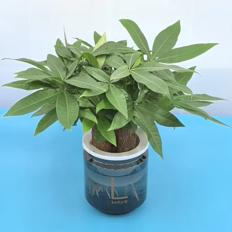发财树lucky幸运杯室内办公室桌面绿植水培好养四季常青小盆景