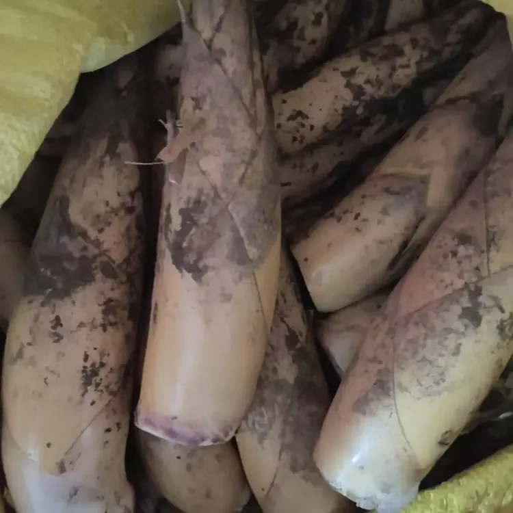 新鲜现挖竹笋冬笋带壳装多种产地竹笋美味可口蔬菜新鲜竹笋