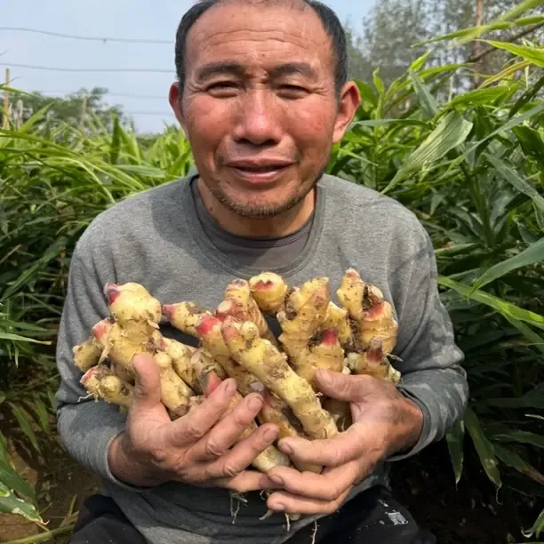 河南新鲜现挖带泥鲜姜可炒菜可腌制泡姜嫩姜