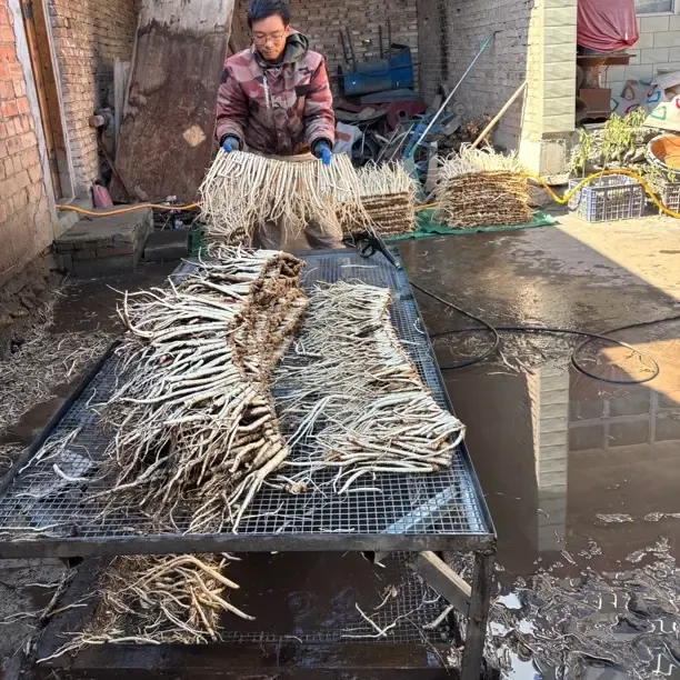 2025年新鲜白条党参