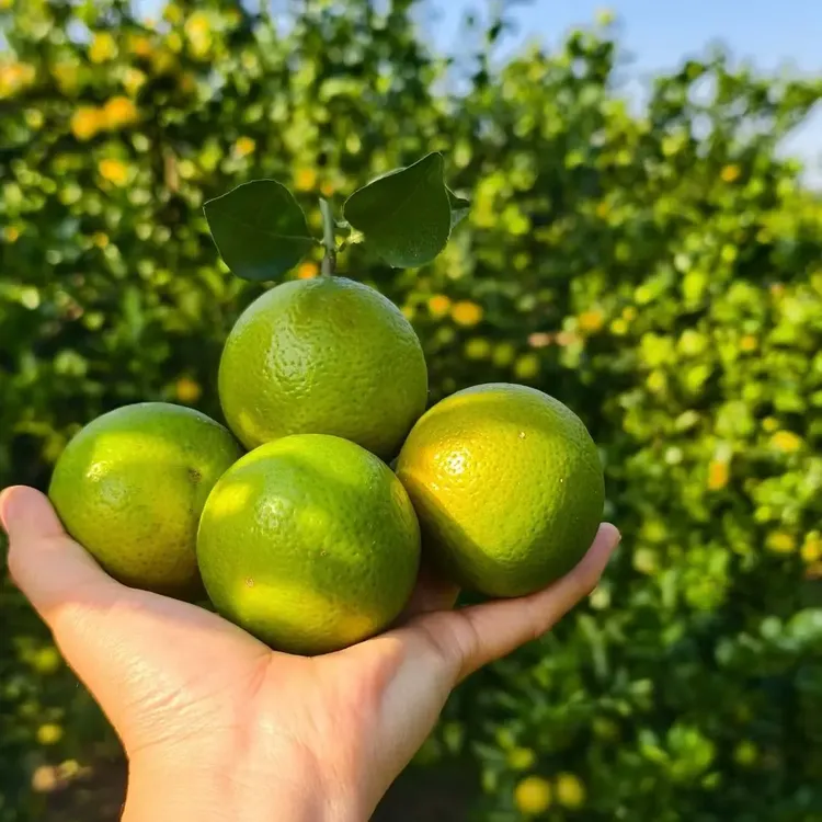 广西皇帝柑新鲜现摘清甜多汁皮薄肉厚当季水果