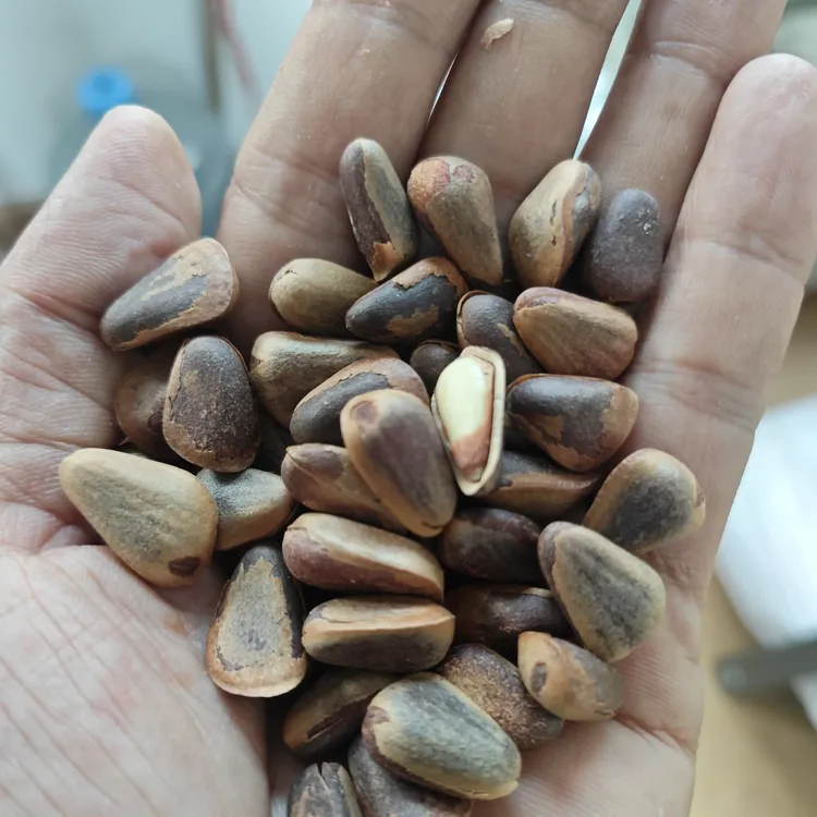 东北新货大颗粒小开口原味笨炒松子颗粒饱满坚果零食