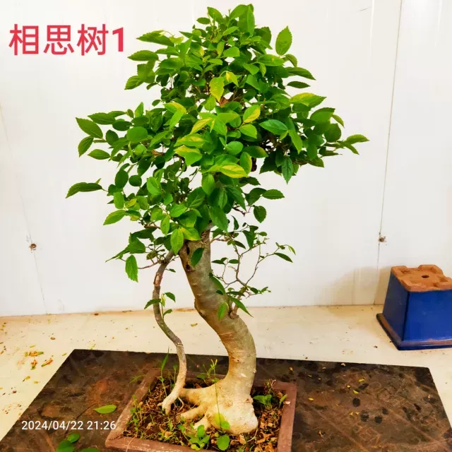 朴树盆景相思树造型树老桩岭南派盆景主要树种之一阳台庭院植物