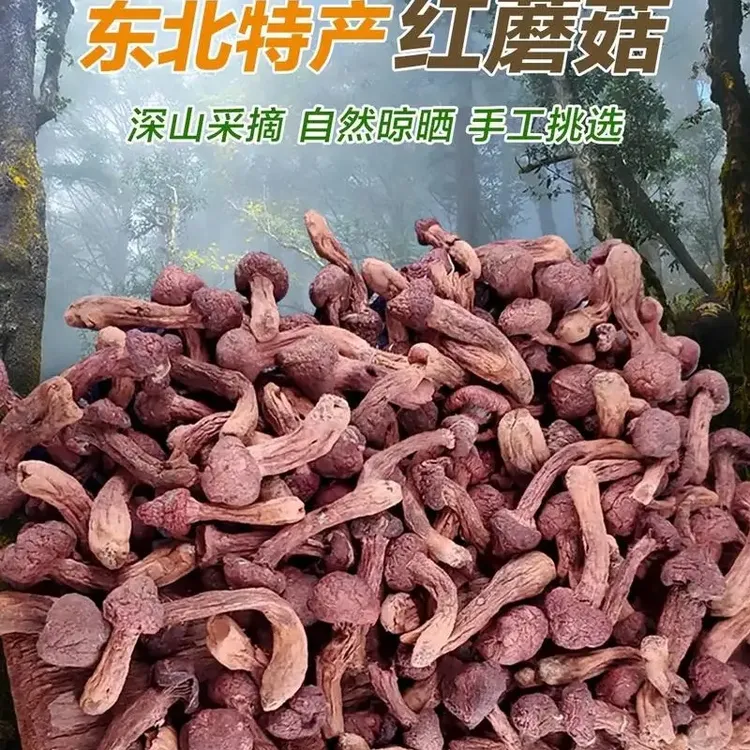 东北特产红蘑肉蘑松树伞自然晾晒干货新货
