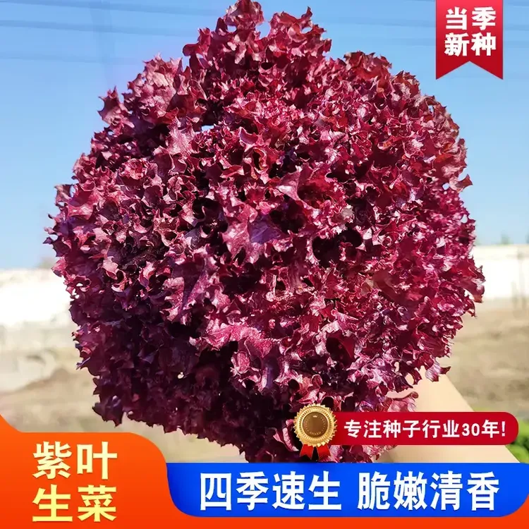 紫叶生菜种籽紫色沙拉菜意大利生菜春夏阳台庭院