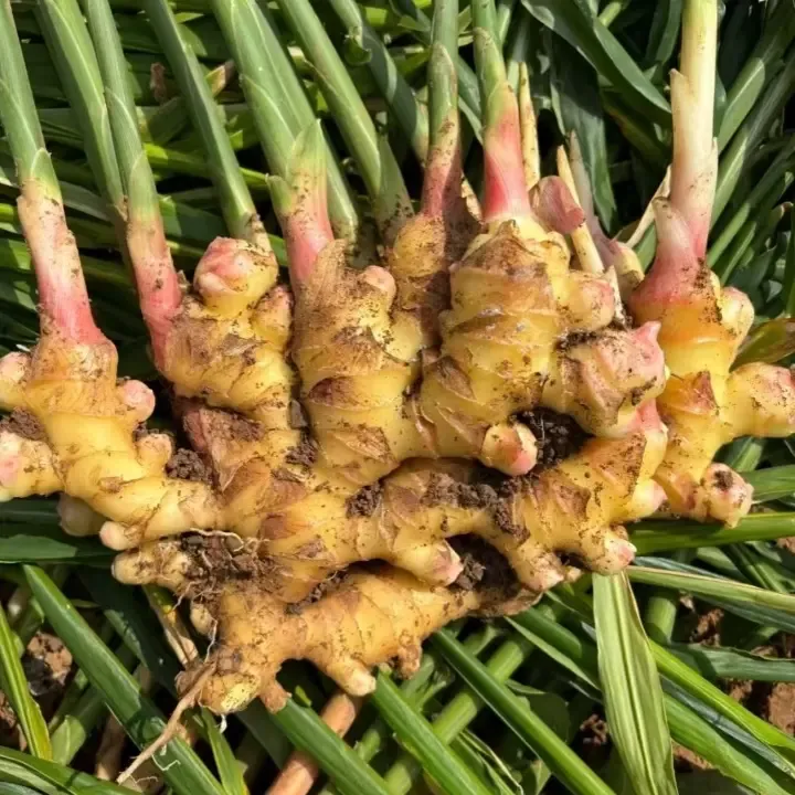 正宗安徽临泉红芽嫩姜新鲜现挖老姜嫩姜月子姜产地直发无公害纯正