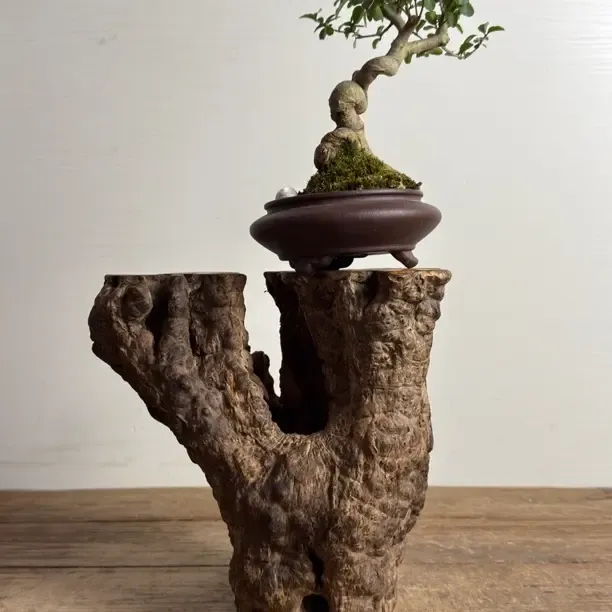 鹿角黄栌根艺摆件212