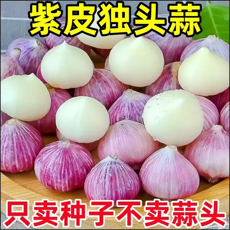 独头蒜种子紫皮蒜独头蒜蒜种子