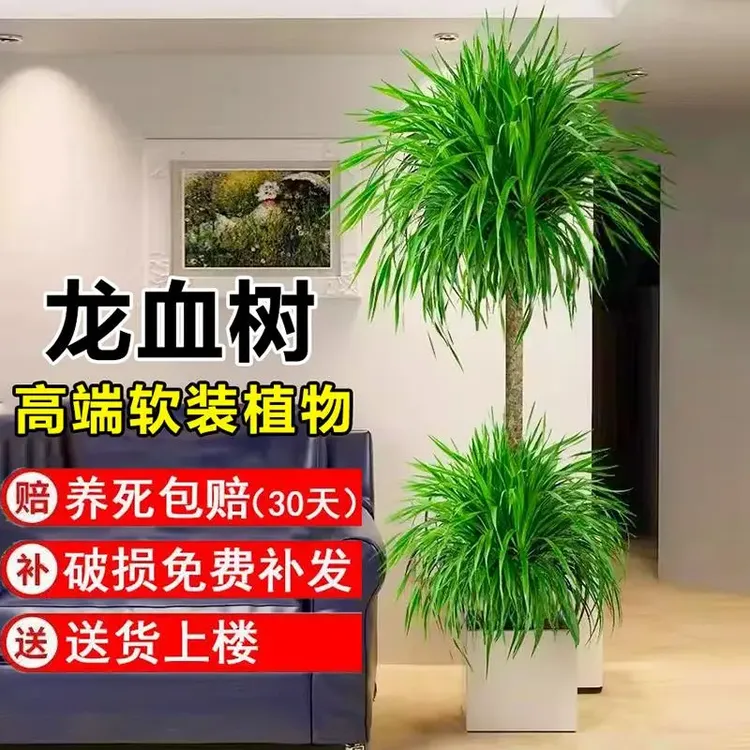 龙血树盆栽客厅大型旺宅植物办公室净化空气绿植老桩龙须树发财树