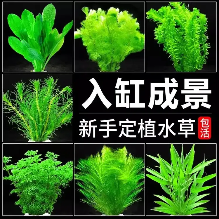 鱼缸水草植物真草绿菊蜈蚣草水培造景增氧净化水质活体水草套餐