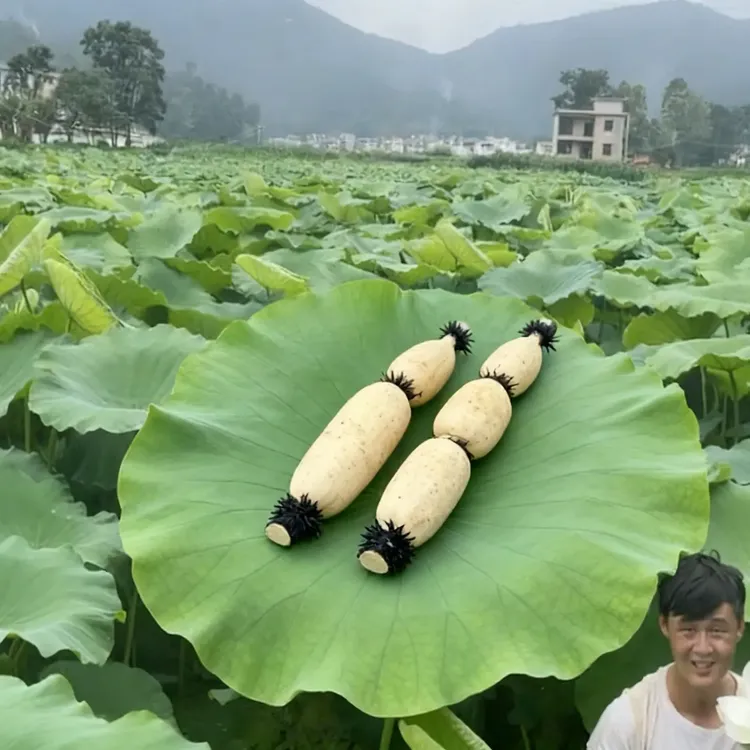 云南红河新鲜现挖脆藕-煲汤清炒油呛