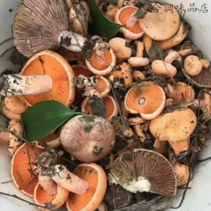 重庆山林野生新鲜黄枞菌，乌枞菌，真空发货