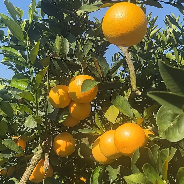 麻阳冰糖橙新鲜现摘现发酸甜多汁产地直发应季水果皮薄肉厚
