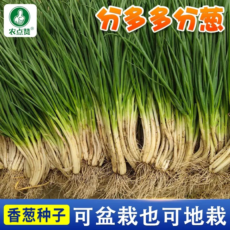 四季可栽【小香葱种子】易种小葱种子阳台室内盆栽好养活家庭菜种