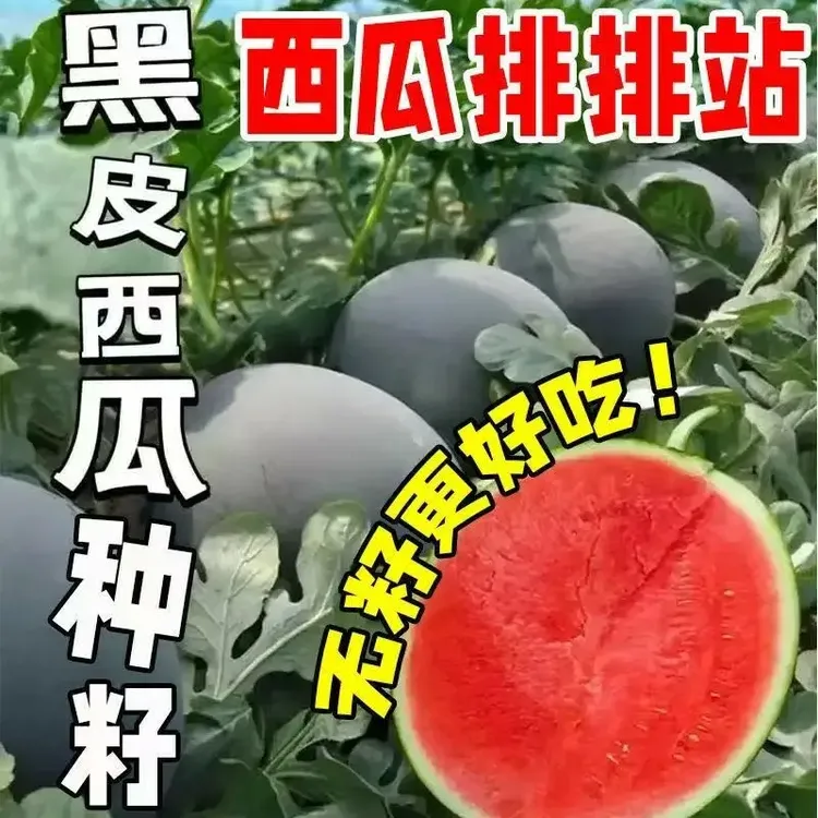 新鲜现摘正宗冰糖麒麟西瓜皮薄无籽脆甜多汁应季鲜花种子商品图