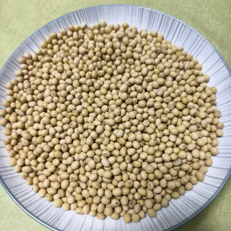 新收割东北黄豆打豆浆用颗粒饱满圆润非转基因