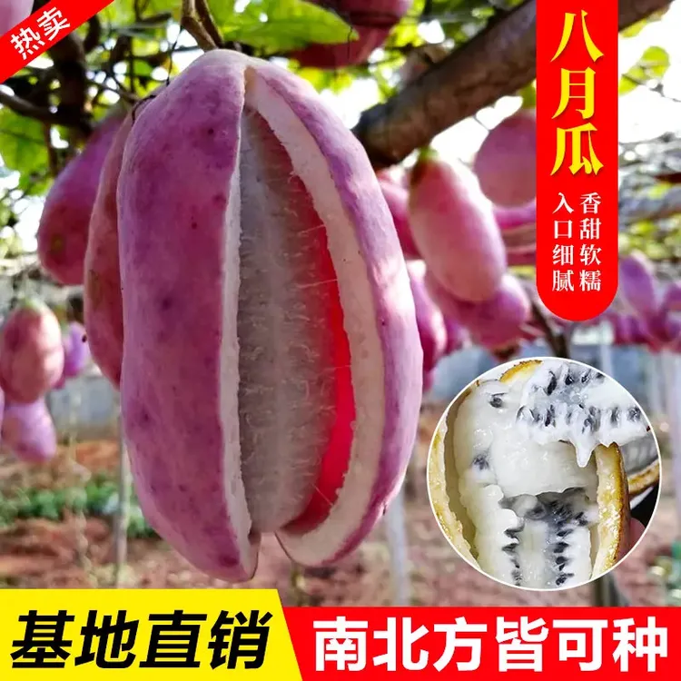 M【八月瓜种籽】八月果种子 阳台庭院食用水果爬藤植物