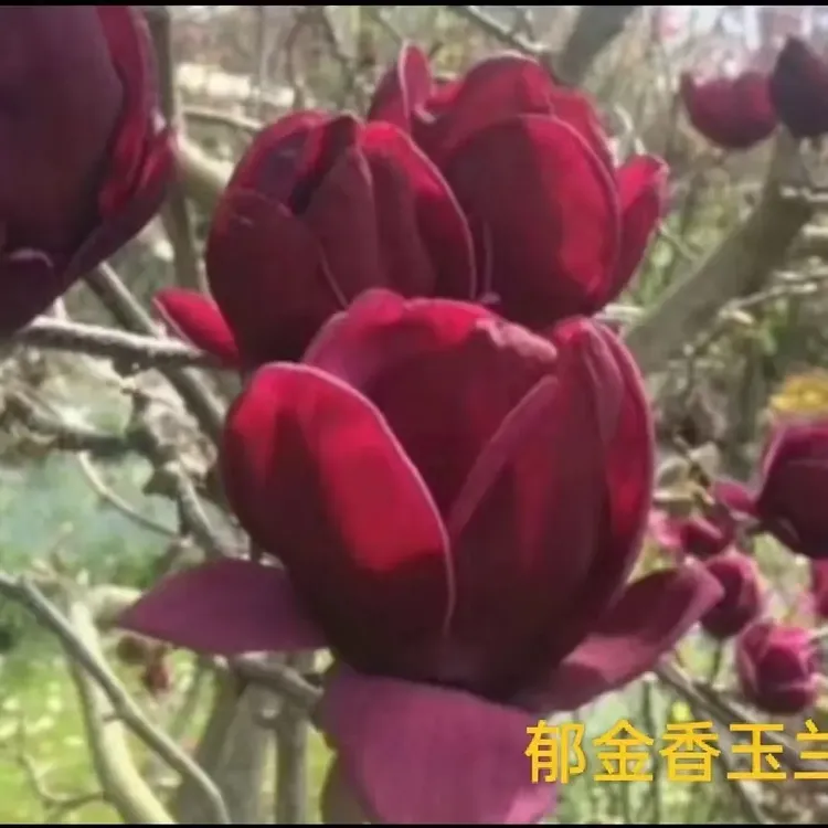 郁金香玉兰花盆栽地栽庭院阳台好养活