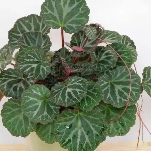 虎耳草花吊金钱金丝荷叶盆栽绿植鲜四季开花观赏用假山造景草花苗