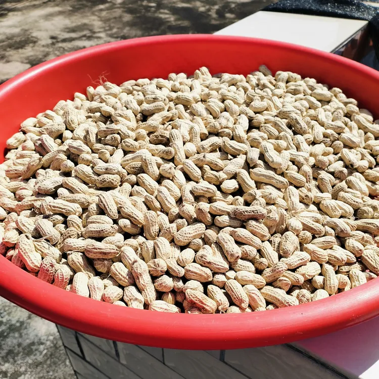 汕尾陆丰农家新上市水煮花生口晒干口感鲜甜