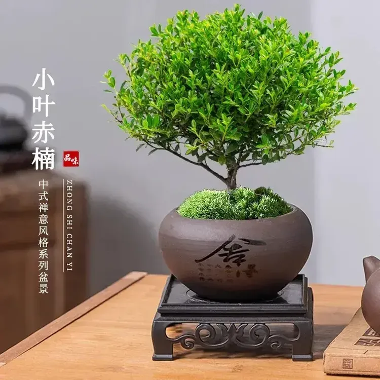 小叶赤楠有机肥/内办公室桌面绿植肥料商品图