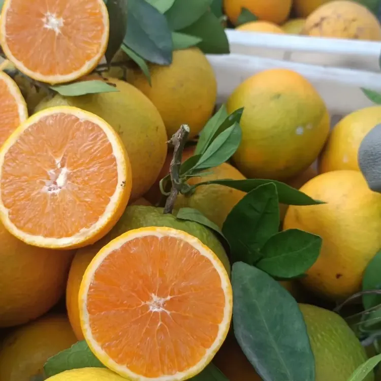 当季新鲜皮薄多汁香甜黄心橙现摘水果