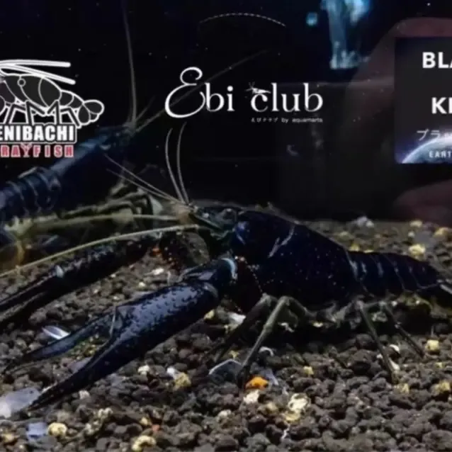 纯血淡水鳌虾观赏虾宠物虾水族黑魂鳌虾繁殖组活体