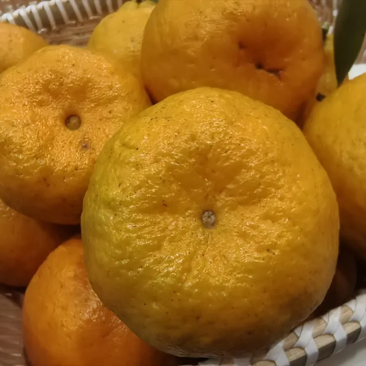 重庆梁平蔬果珍选农家自种新鲜采摘当季水果椪柑产地直发