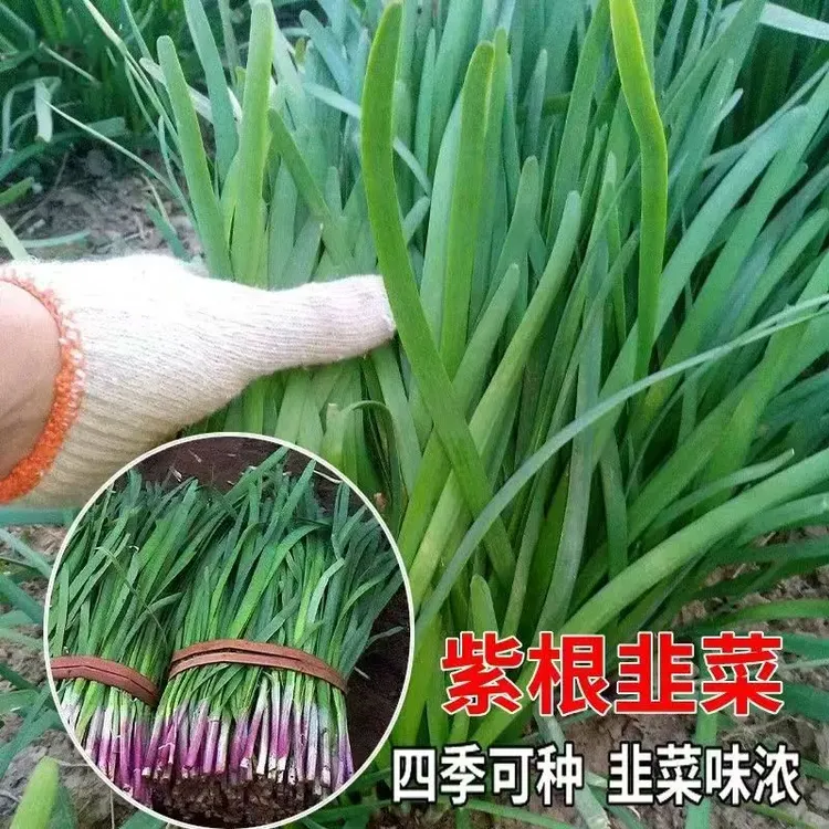 紫根韭菜种子宽叶韭菜籽蔬菜种子四季庭院阳台种植韭菜籽
