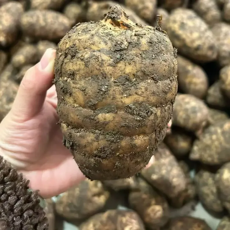 云南昭通小草坝新鲜天麻带土发货煲汤泡酒佳品