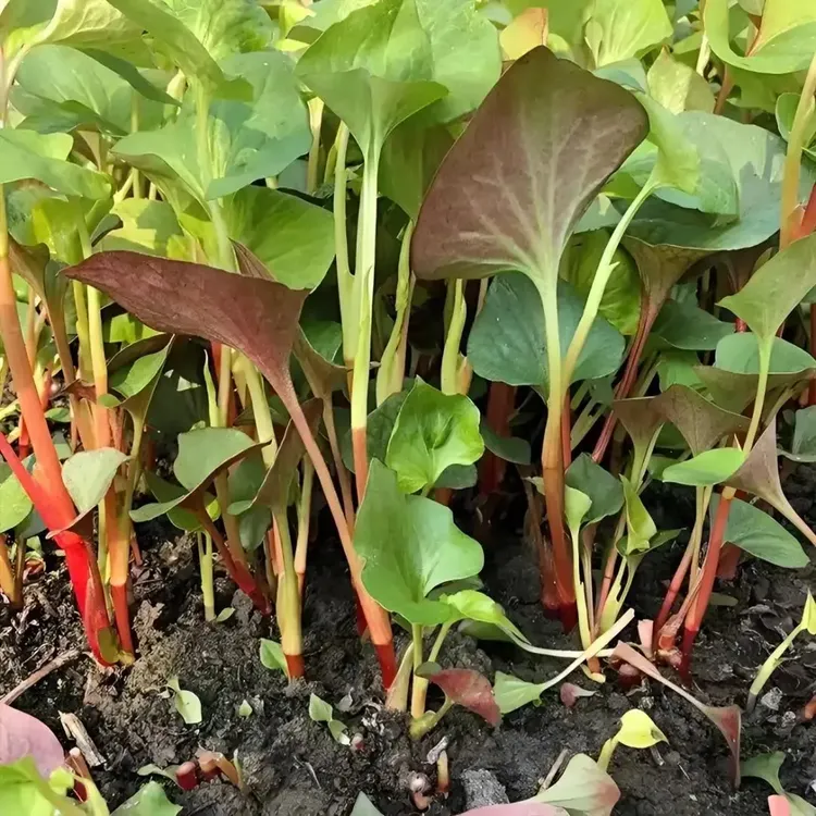 鱼腥草种子折耳根种子四季种植阳台庭院盆栽地载泡沫箱蔬菜种植