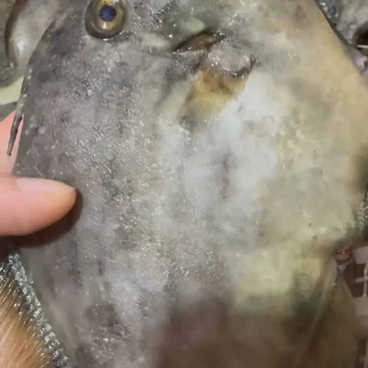 剥皮鱼干煎刺身。